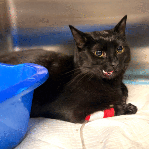 A sweet black cat at Green Acres Veterinary Center, recovering from jaw surgery