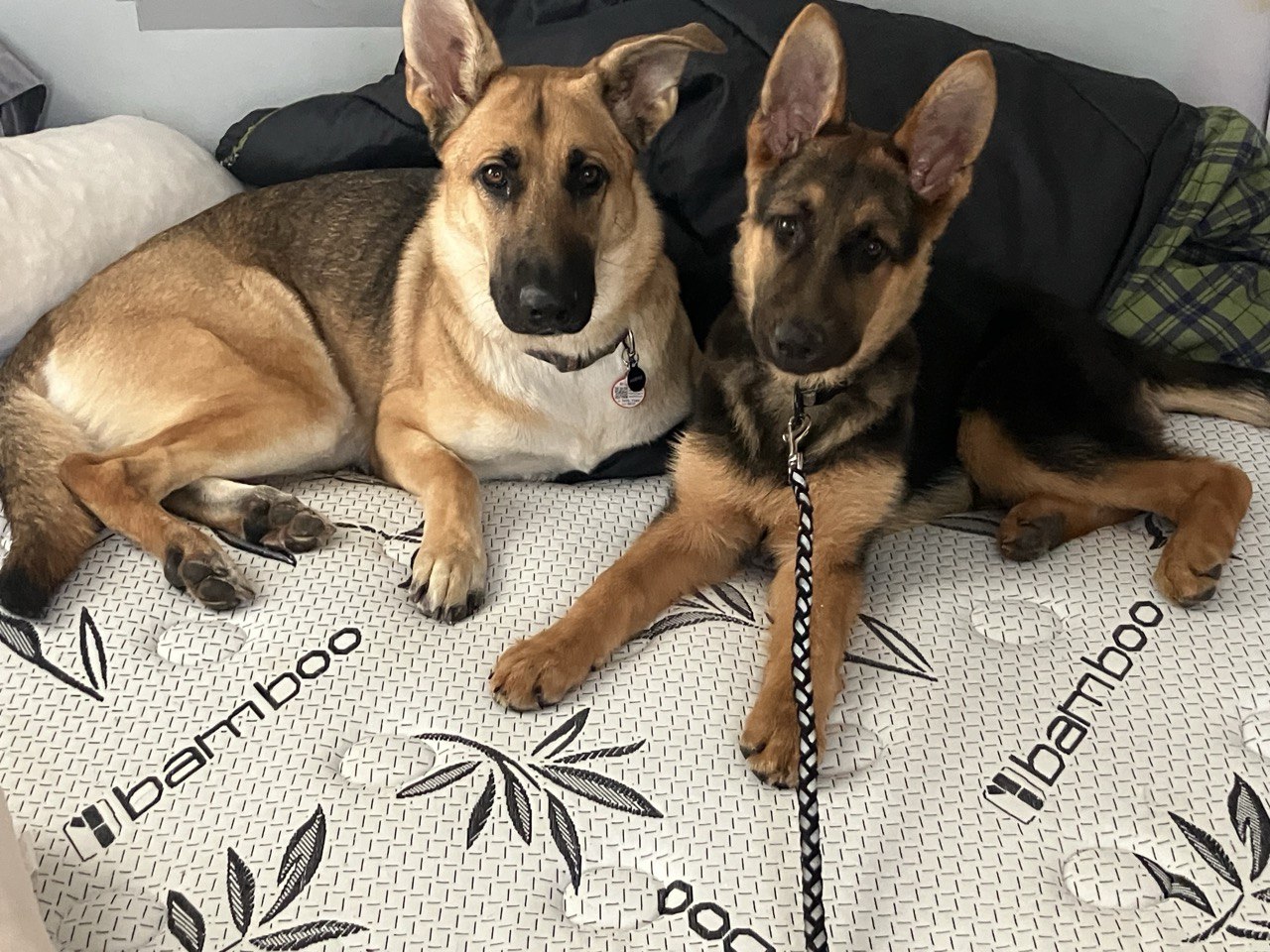 Creek and Storm, two proud supporters of The Hugo Foundation!